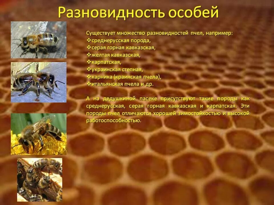 Различия пчел. Отличить породы пчел. Разные породы пчел. Среднерусская порода пчел. Среднерусская пчела.