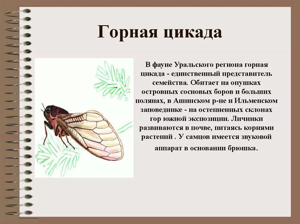 Звенят цикады впр 7 класс. Цикада насекомое развитие. Сообщение о цикаде. Особенность развития цикады. Цикада Горная красная книга.
