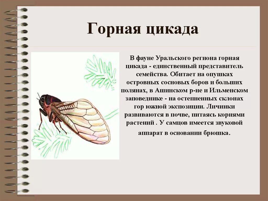 Цикада является многозначным словом. Цикада презентация. сообщение о цикаде. строение цикады. развитие насекомого цикада.