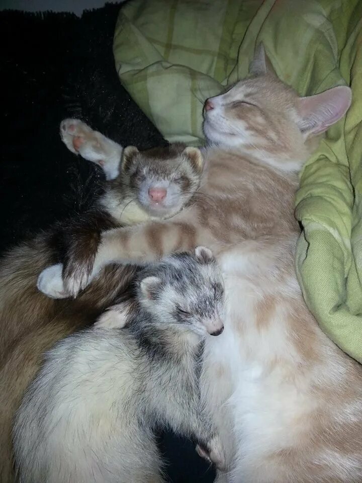 собака с кошкой дружат. бродячая кошка с котятами. дружба кошки и собаки. красивые домашние животные. домашние кошки.