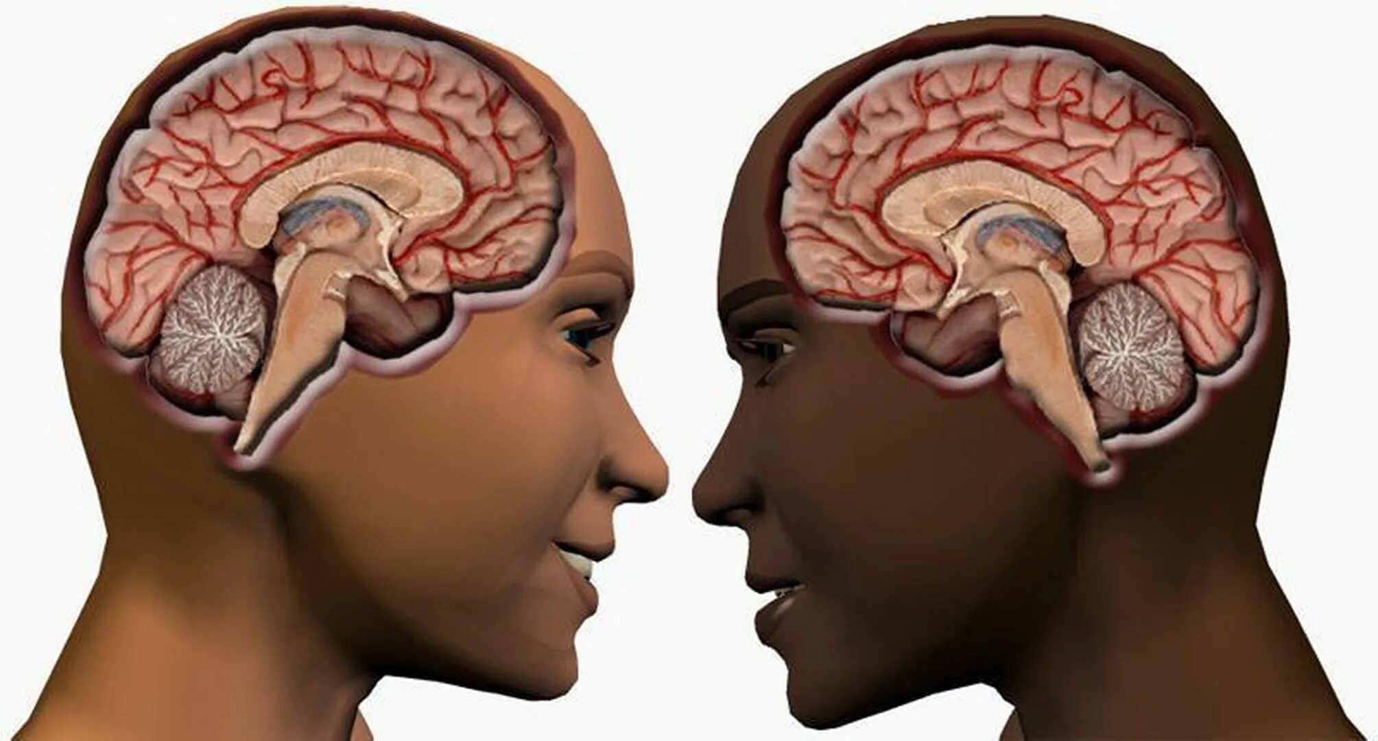 Глупый мозг. Мозг разных рас. Мозг мужчины и мозг женщины.