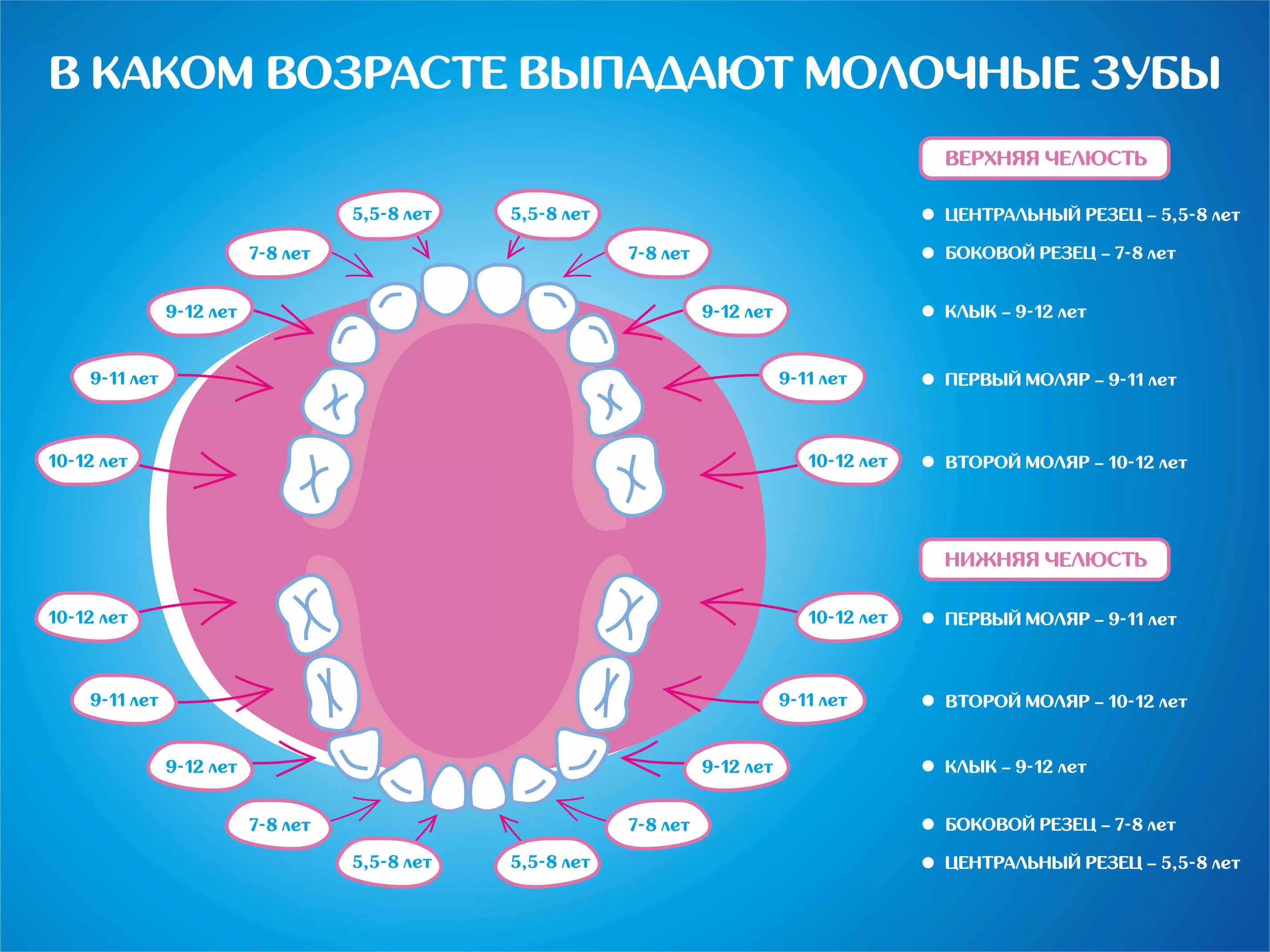 Сколько растет зуб после выпадения молочного