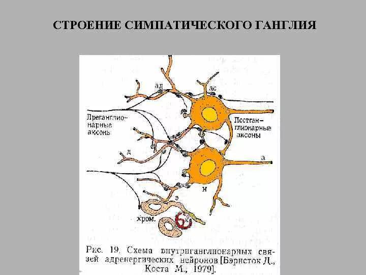 Схема нервные клетки вегетативного ганглия. Строение вегетативного ганглия. Строение вегетативного нервного узла. Интрамуральный ганглий вегетативный узел. Нервные узлы и нейрон