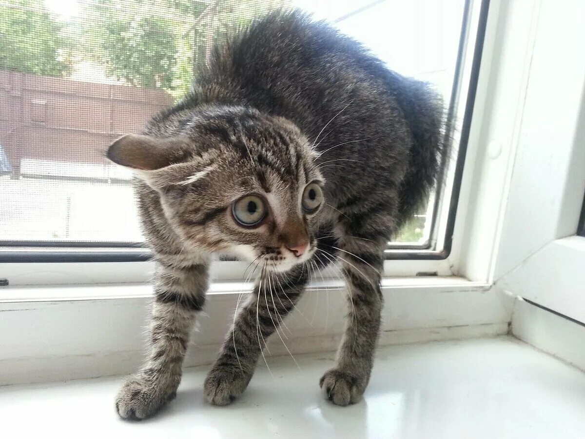 кот с прижатыми ушами. пугливый кот. кот боится. кошка в испуге. кошка защищается.