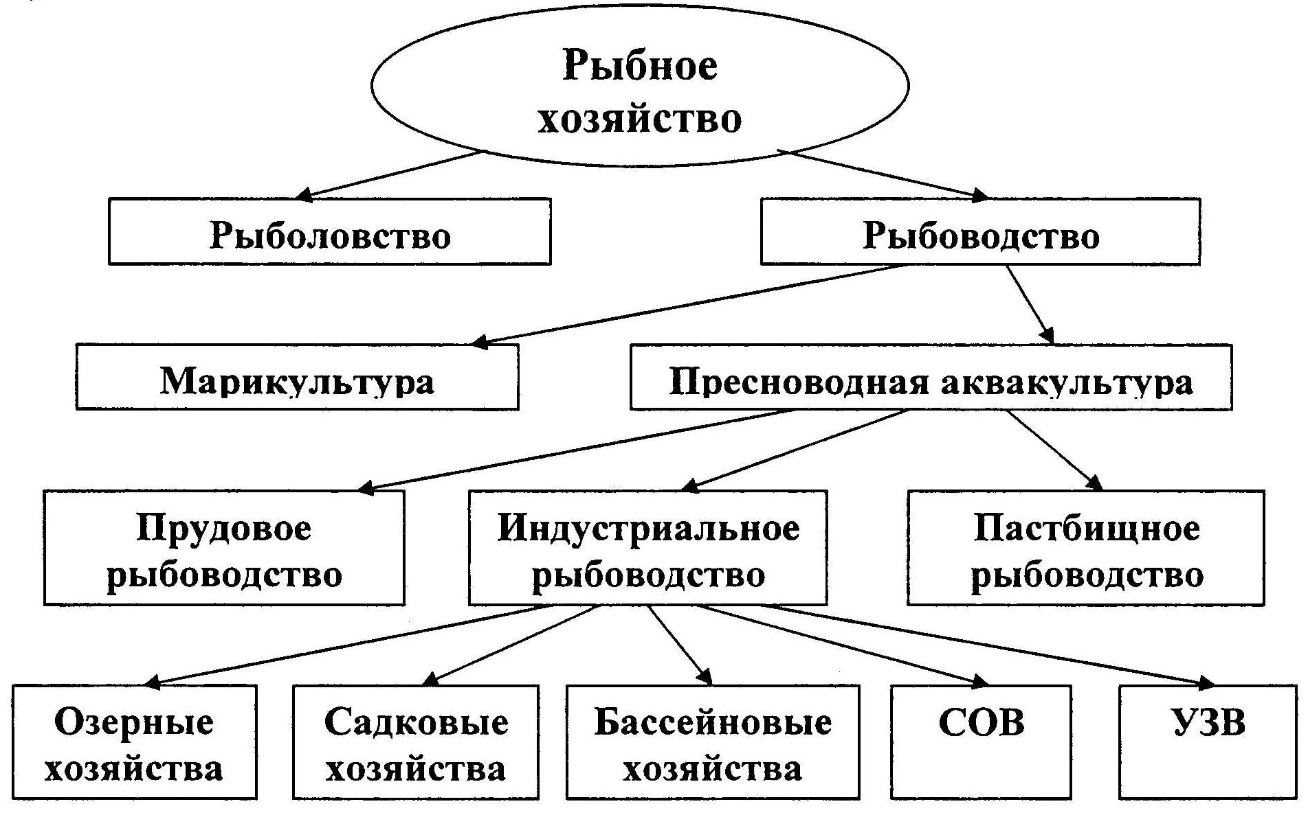 Т к многие виды. Рыбная промышленность отраслевой состав. Схема прудового рыбоводного хозяйства. Рыбное хозяйство структура отрасли. Производственная структура рыбной отрасли.