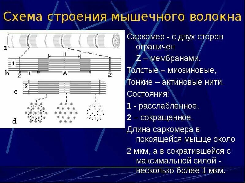 Саркомера мышечного волокна. Строение мышечного волокна саркомер. Саркомер схема физиология. Схема саркомера мышечного волокна. Строение саркомера схема мышечное волокно.