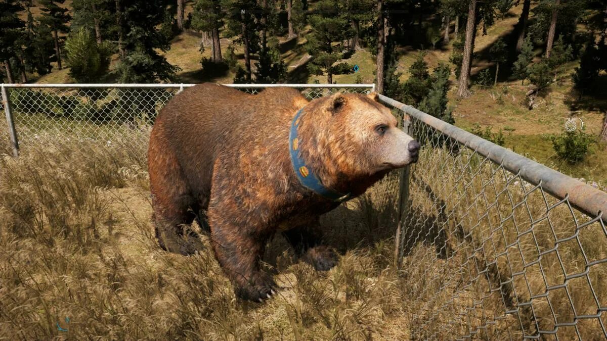 Фар край 5 медведь чизбургер. Far Cry 5 чизбургер. Far Cry 5 медведь. Гризли far Cry 5. Где найти медведя в игре медведь