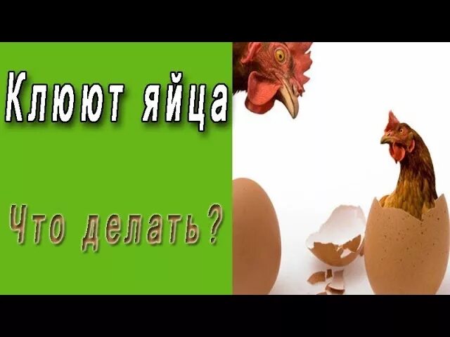 Как отучить кур клевать. Причина расклевывания яиц курами. Курица клюет яйца что делать. Расклёв яиц курами. Курица расклевывает яйцо.