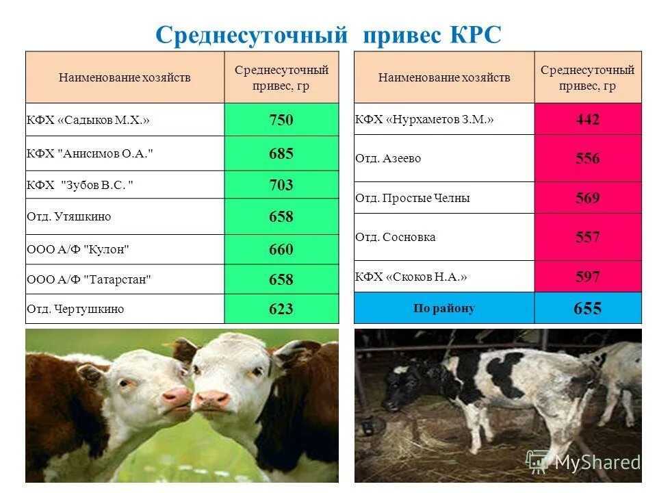 Среднесуточный привес молодняка КРС. Среднесуточный привес телят. Средний суточный прирост КРС. Крупный рогатый скот названия. Прирост теленка