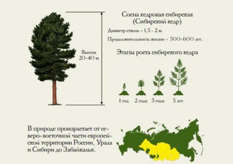 Сколько растет 1 дерево. Сосна Кедровая Сибирская описание скорость роста. Кедр Сибирский скорость роста. Кедр 20 лет высота. Сосна Кедровая диаметр кроны.