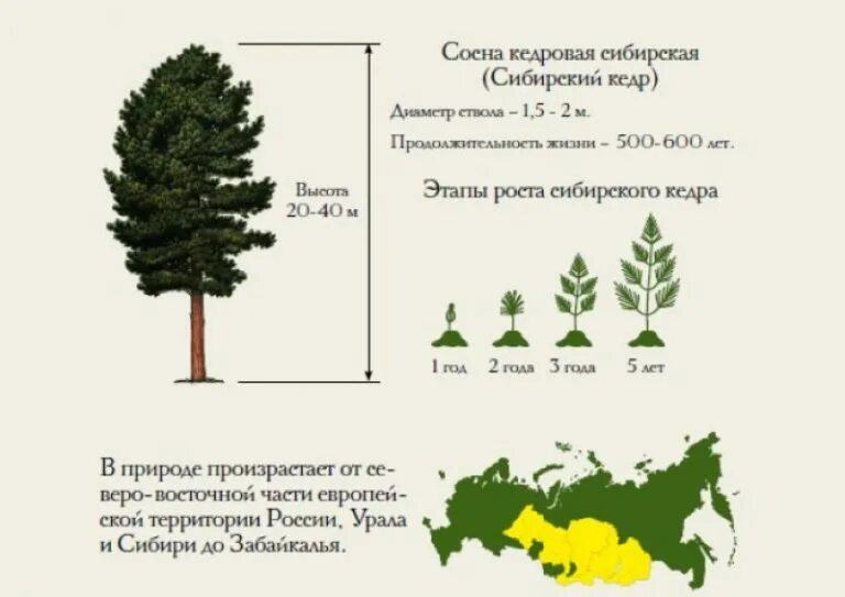 Рост хвойных. Сосна Кедровая Сибирская описание скорость роста. Кедр Сибирский скорость роста. Кедр 20 лет высота. Сосна Кедровая диаметр кроны.