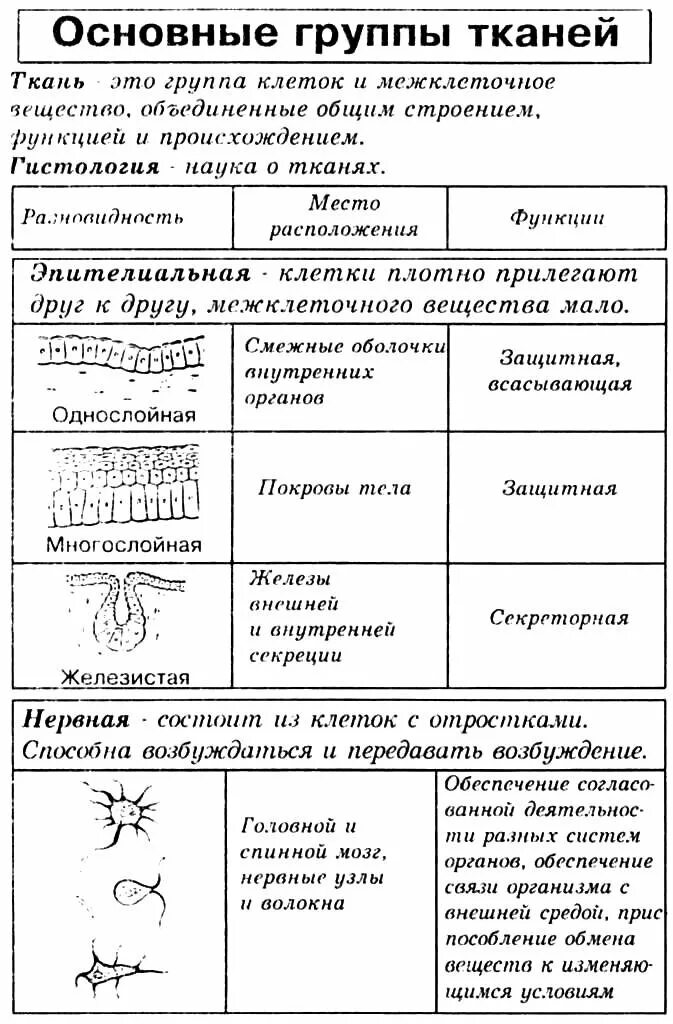 Таблица ткань строение рисунок. Виды тканей человека таблица биология. Ткани животных таблица ЕГЭ биология. Таблица основные ткани человека. Функции тканей человека таблица.