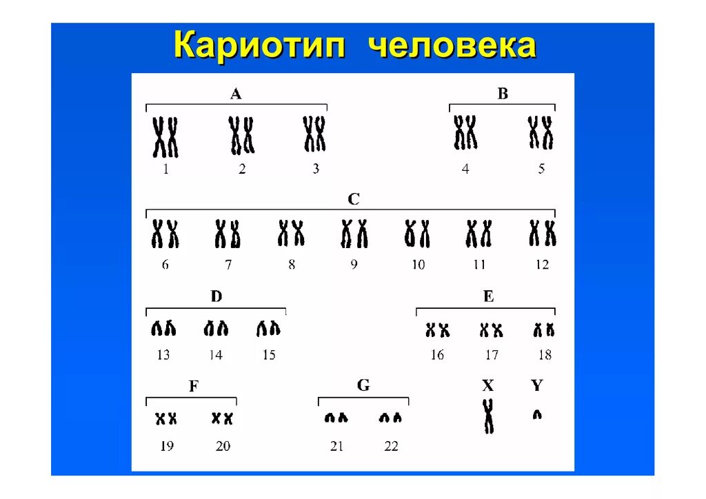 Кариотип человека определяют