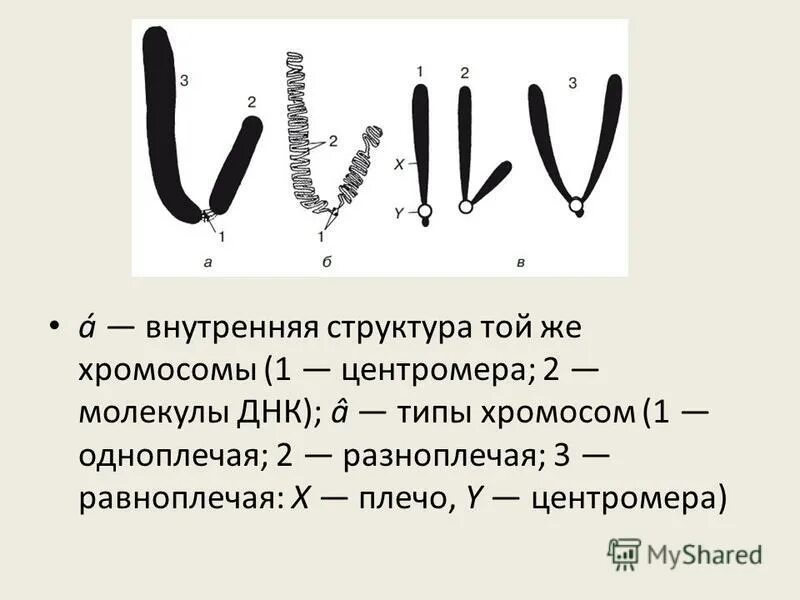 Центромеры хромосом. Одноплечие хромосомы. Разноплечая хромосома. Строение хромосом разноплечие одноплечие. Равноплечая структура.