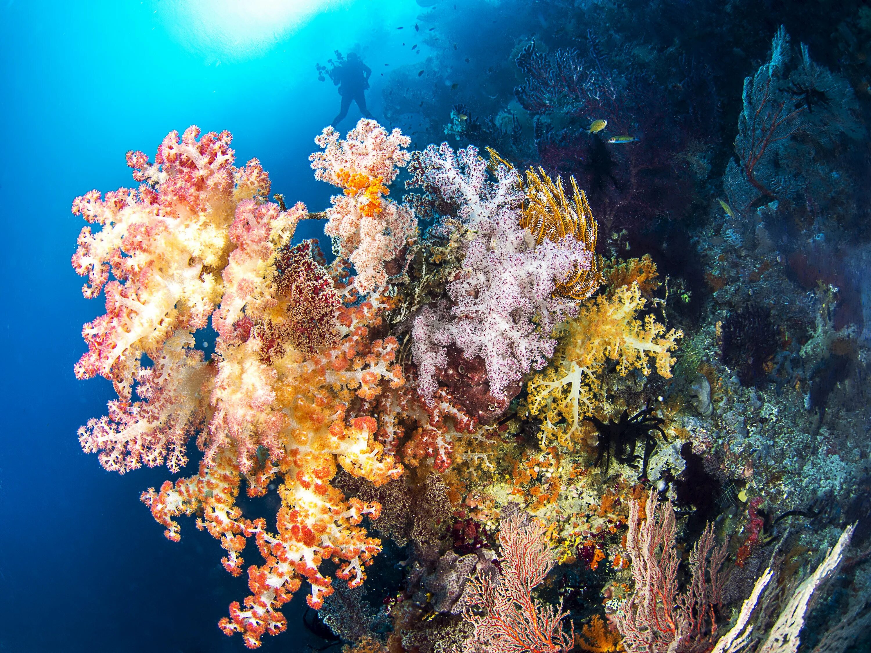 Underwater coral. Кораллы в Шарм Эль Шейхе. Подводный мир. Морские кораллы. Подводный мир кораллы.