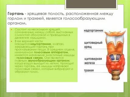 Гортань функции
