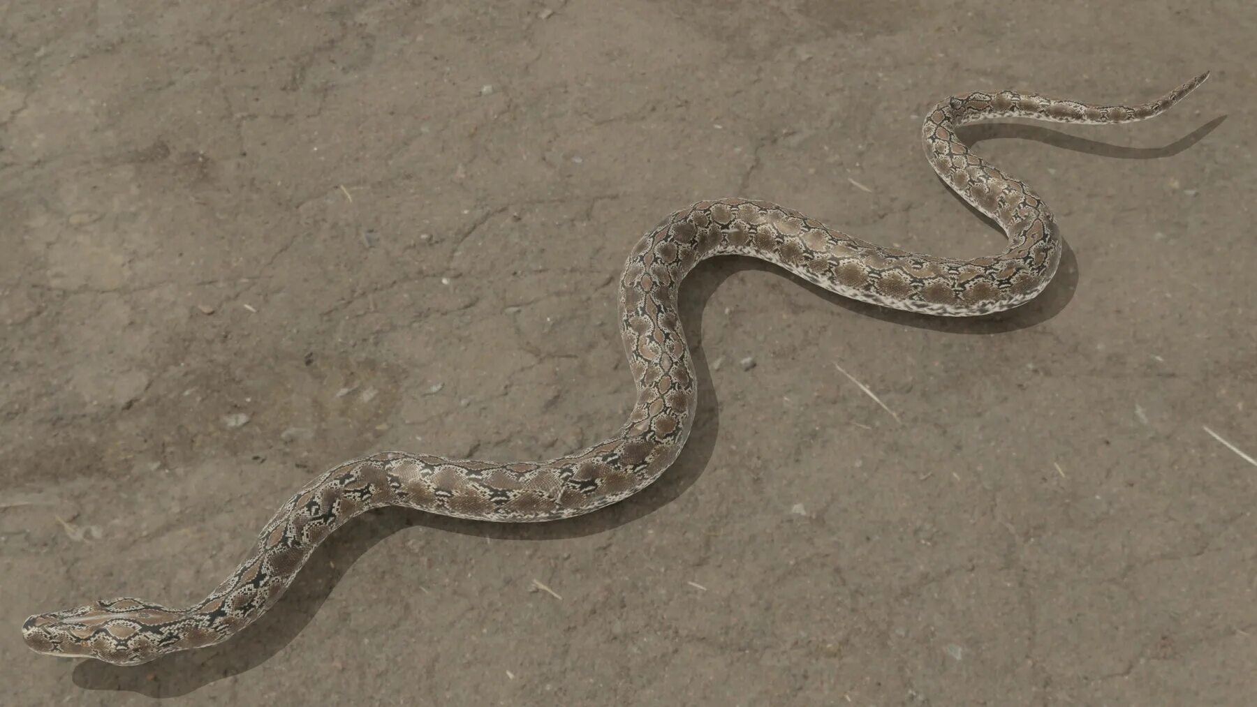 Python model. Питон 3d. 20//3 питон. python 3 д. питон 3.10 черный.