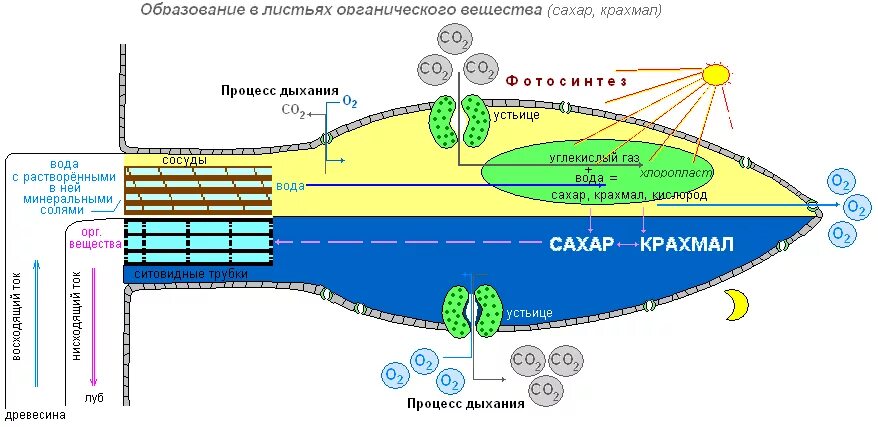 Образование сахара в растениях. Какое вещество выделяют растения при образовании сахара и крахмала?. Какое вещество выделяется при образовании сахара и крахмала. Процесс когда крахмал в растении вырабатывает энергию. Для образования в листе необходима вода