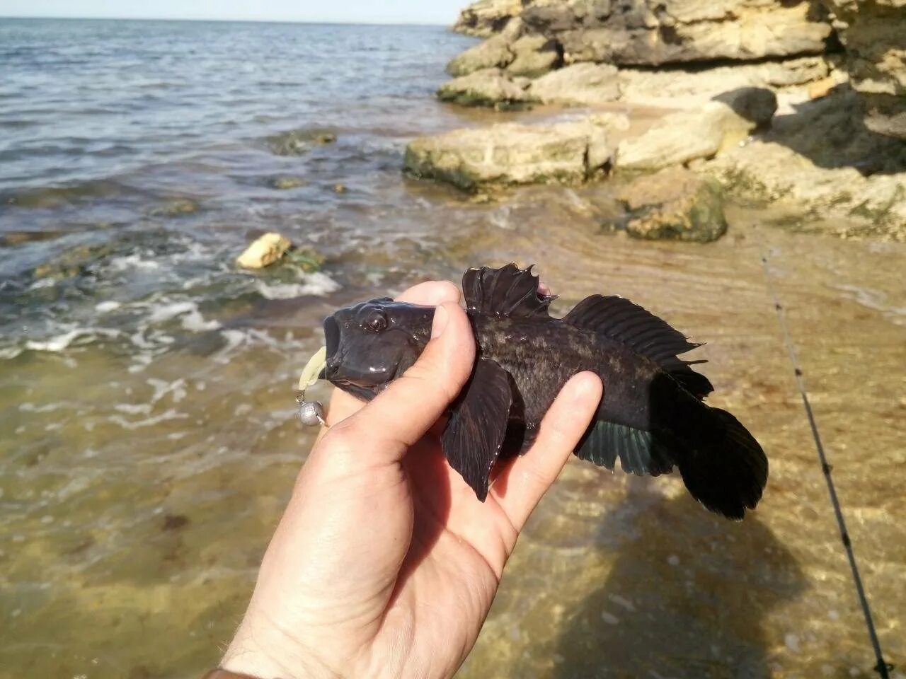 Бычок мартовик Азовское море. Азовский бычок рыба. Бычок Балтийский. Морской бычок кнут.