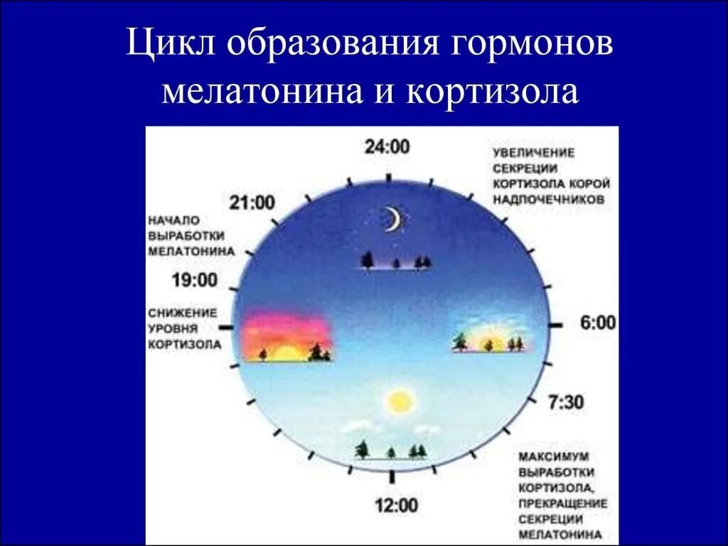 Если в течении суток самая высокая. Биоритмы циркадные ритмы. Биологические часы мелатонин. Мелатонин часы выработки гормона. Суточный ритм секреции мелатонина.