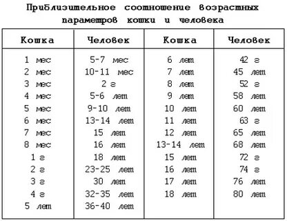8 лет коту это сколько по человечески