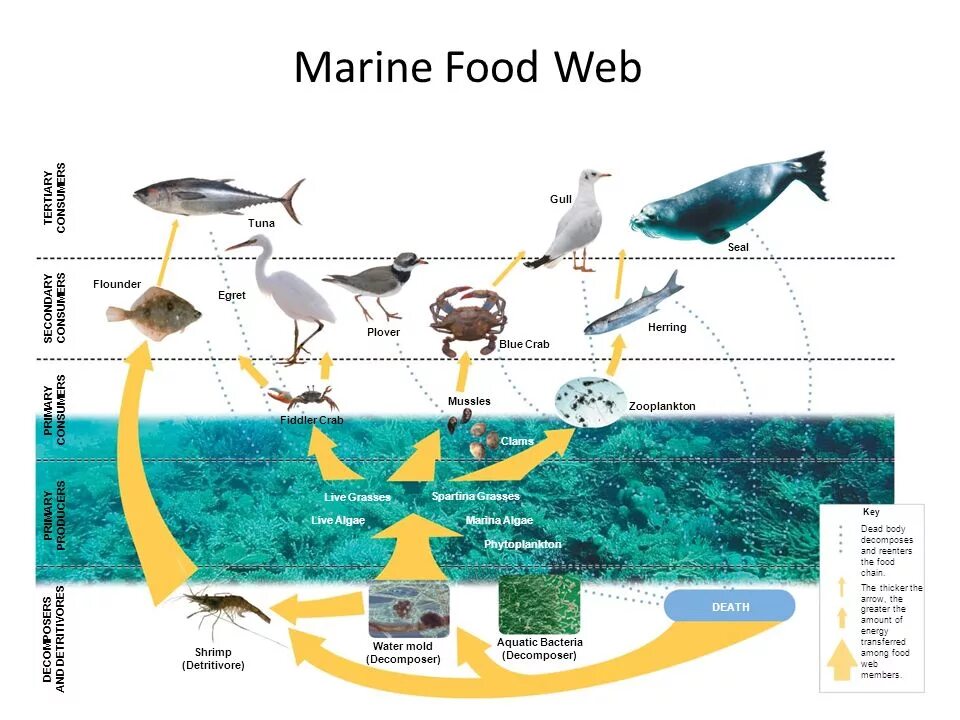 Marine food Chain. Marine food web. Пищевая цепочка до человека. Food web.