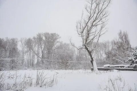 Зимней мглою