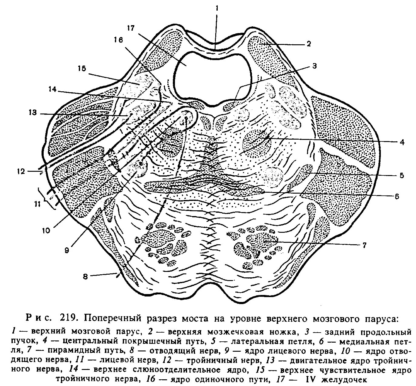 Ядра моста мозга. Варолиев мост поперечный срез. Мост анатомия поперечный разрез. Поперечный разрез варолиева моста. Задний мозг поперечный срез варолиева моста.