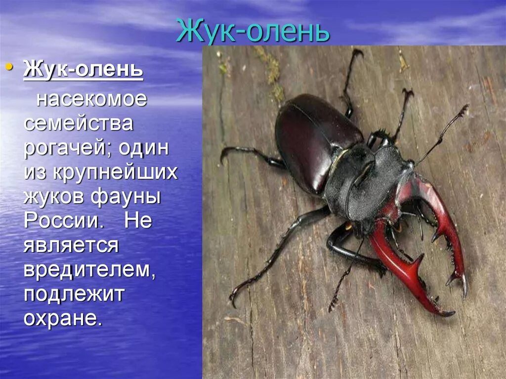 Жук рогач красная книга. Жук олень жук носорог , жук-. Жук для презентации. Жук рогач интересные факты. Интересные факты о интересных насекомых.