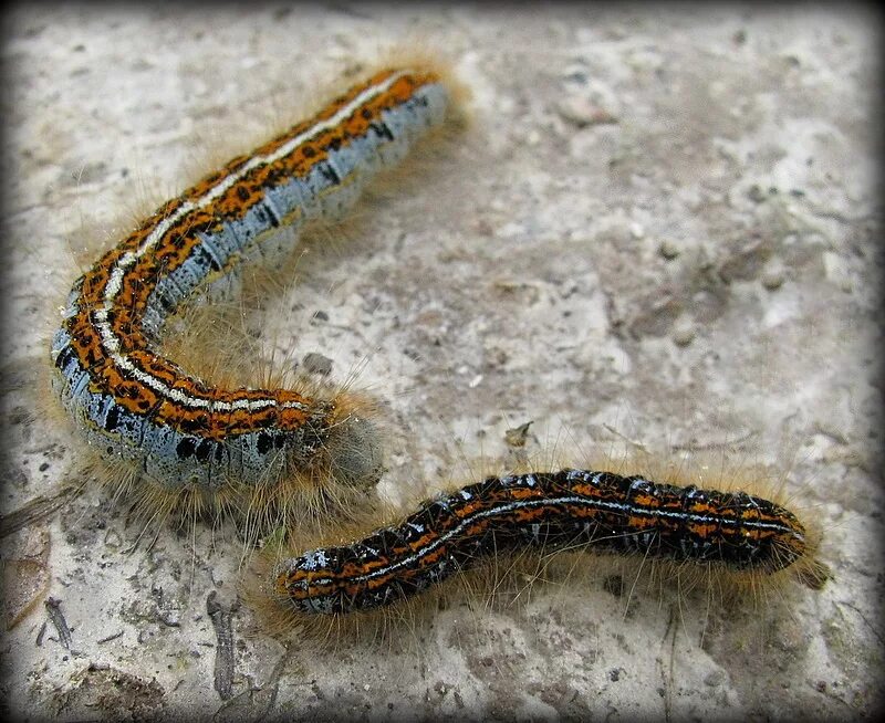 самшитовая огневка гусеница. гусеница огневки. гусеница огневки. самшитовая огневка гусеница. самшитовая огневка гусеница.