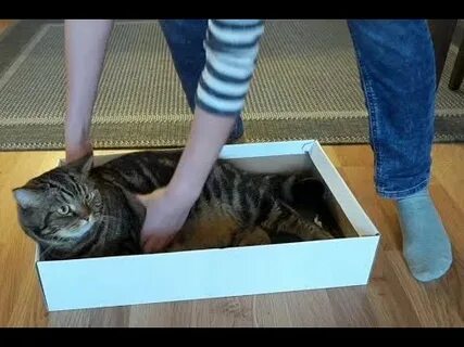 Как выманить кота из подполья