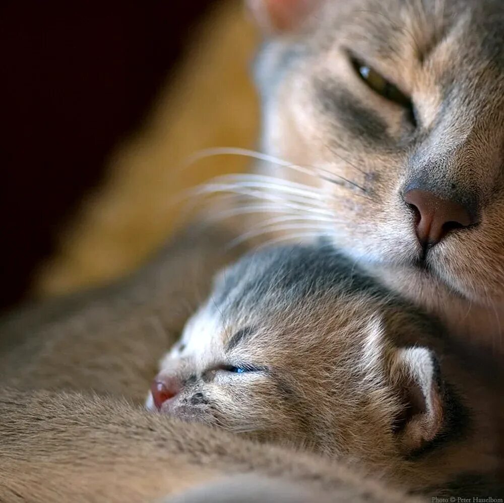 Мама котя. Мама кошка и котенок. Мама кошка и котенок. Мама кошка. Мама кошка и котенок.