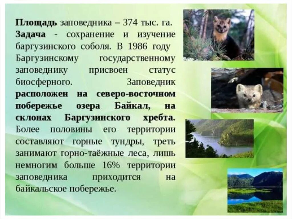 Заповедники и национальные парки России Баргузинский заповедник. Баргузинский биосферный заповедник Соболь. Баргузинский заповедник площадь. Сообщение о Баргузинском заповеднике России. Охраняемые заповедники россии сообщение