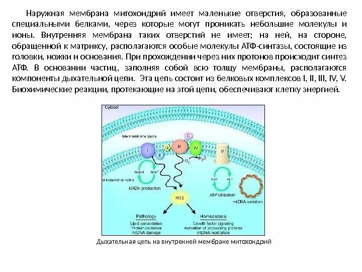 На наружной стороне внутренней мембраны митохондрии накапливаются:. Наружная митохондриальная мембрана. Внутренняя мембрана митохондрий является непроницаемой для:. Накапливаются снаружи мембраны митохондрий:.