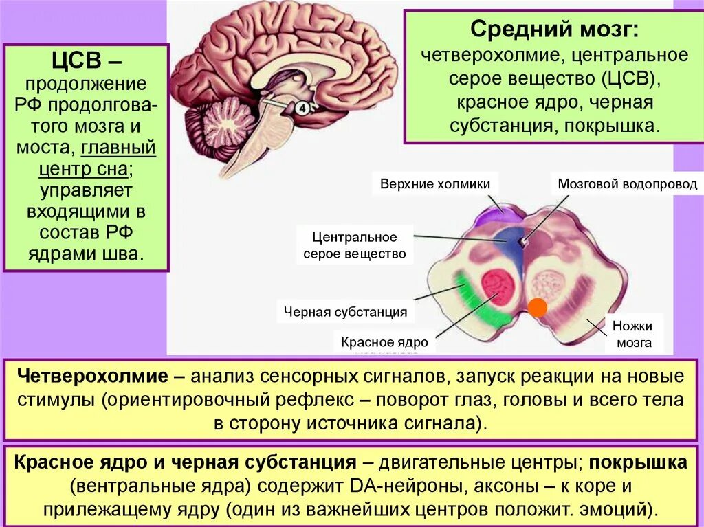 Средний мозг включает в себя