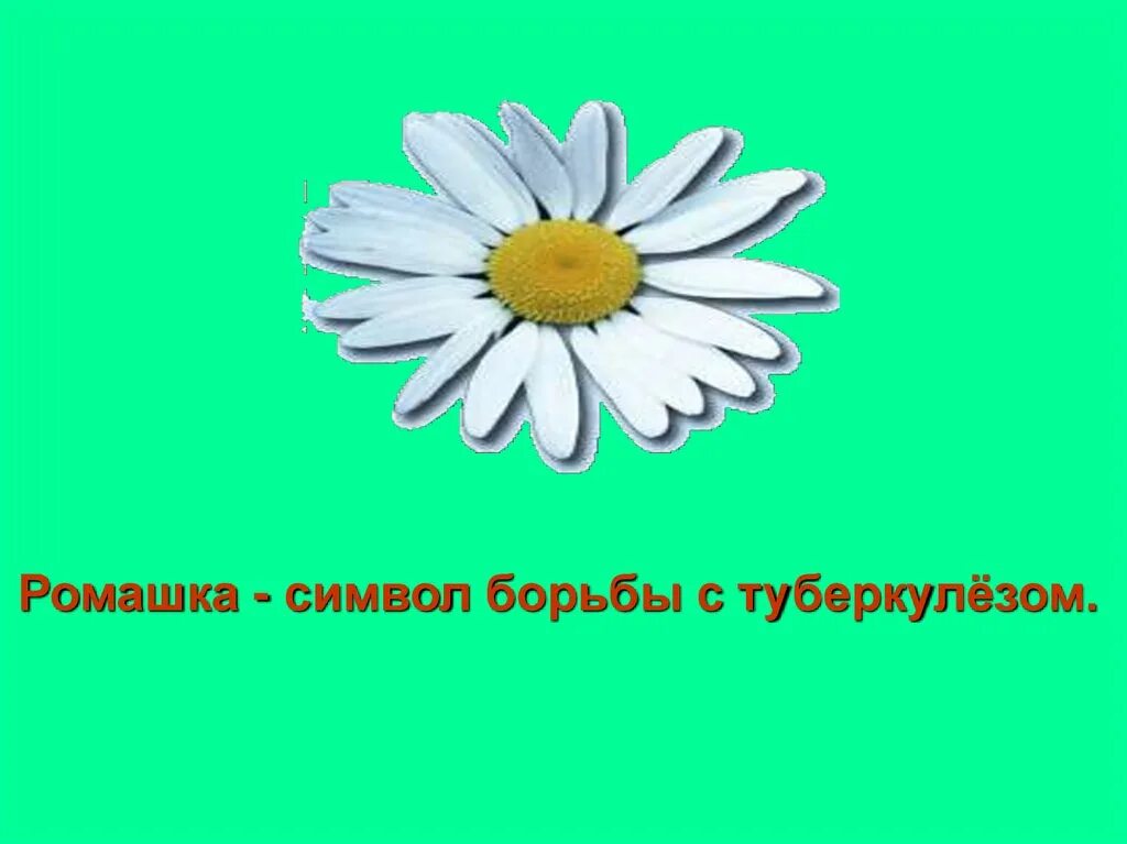 Ромашка против туберкулеза. Ромашка профилактика туберкулеза. Символ борьбы с туберкулезом. Ромашка символ туберкулеза. Ромашка символ борьбы с туберкулезом.