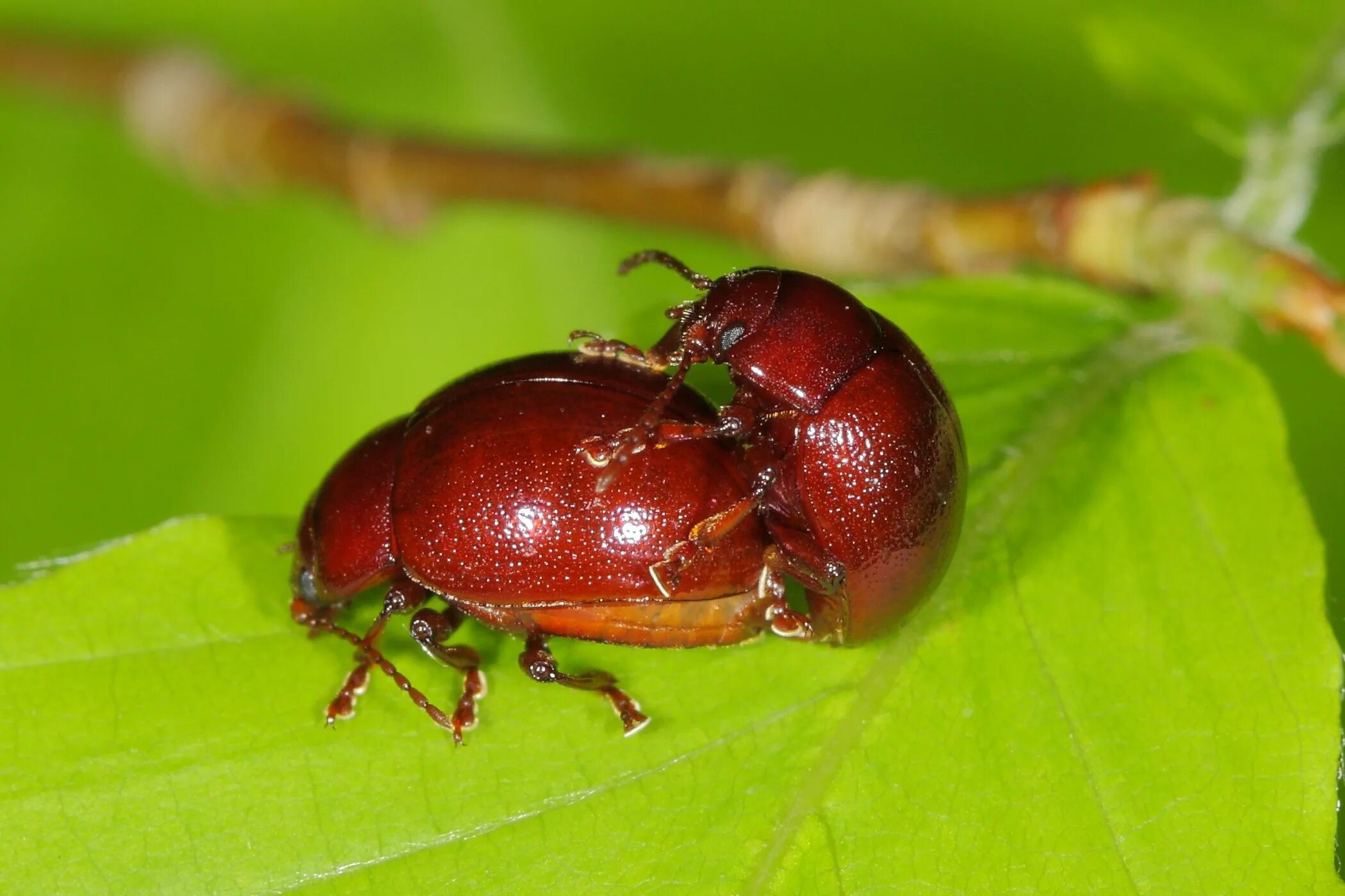 Жуки букашки. Crioceris duodecimpunctata. Красный жук листоед. Н г жучков. Н г жучков.