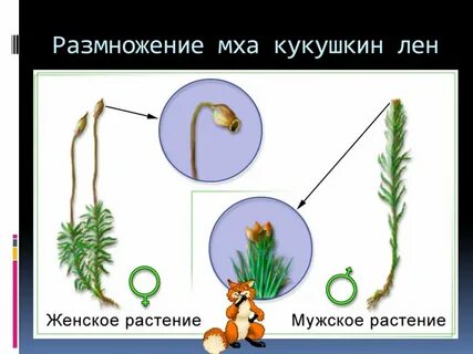 Размножение мхов половое или бесполое