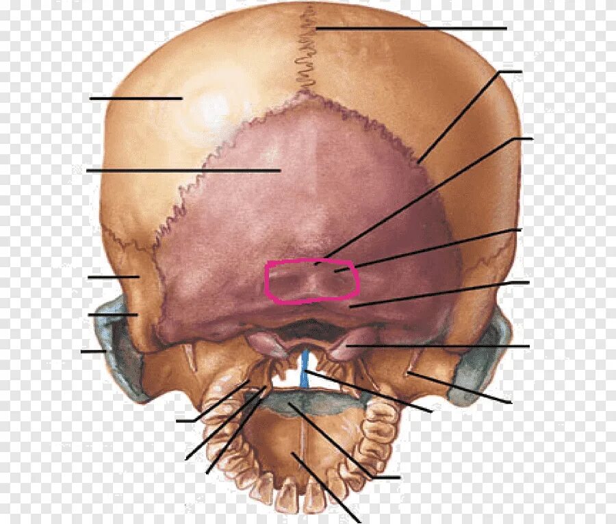 Задние кости черепа. Бугры затылочной кости анатомия. Околососцевидный отросток затылочной кости. Кости черепа затылочная кость. Затылочная кость черепа анатомия.