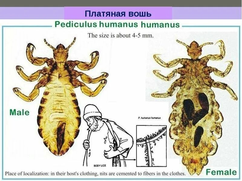 Платяные вши являются. Платяная вошь (pediculus humanus corporis). Возбудитель сыпного тифа вши переносчики. Головная вошь вшивость. Платяная вошь характеристика.
