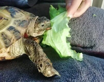 Какие овощи можно черепахам