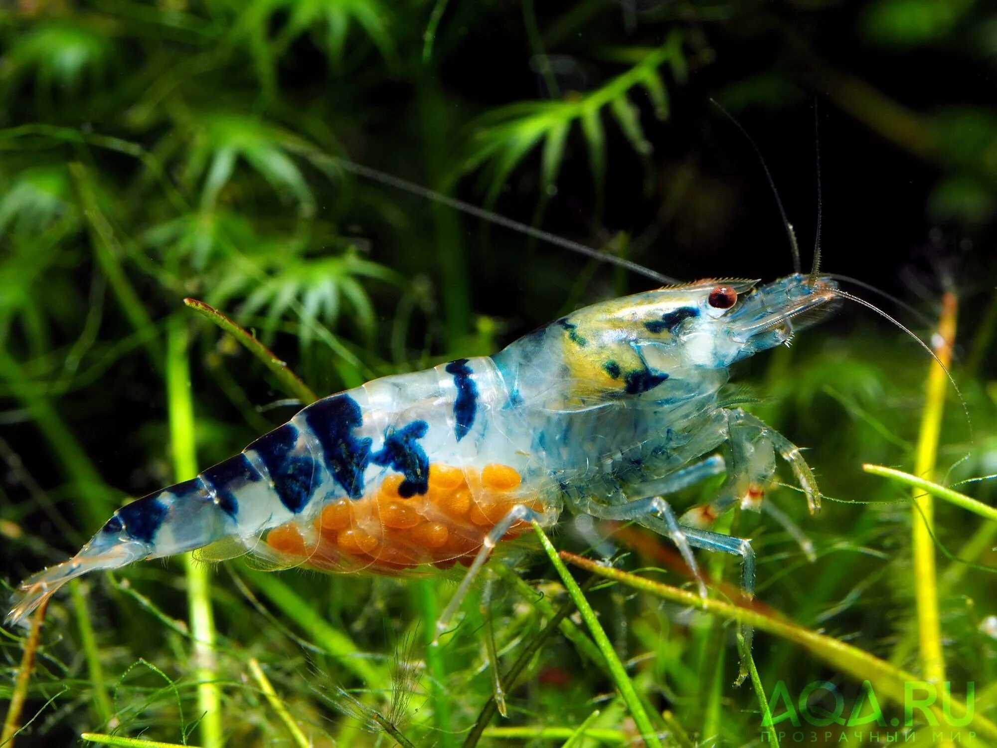 Креветка Caridina. Креветка неокаридина ассорти. Аквариумные креветки крапчатые. Креветка банановый фильтратор.