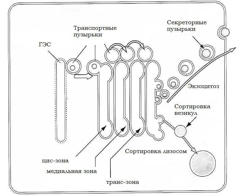 Транспортные пузырьки. Механизм сортировки белков в комплекс Гольджи. Везикула строение. Строение транспортных пузырьков.