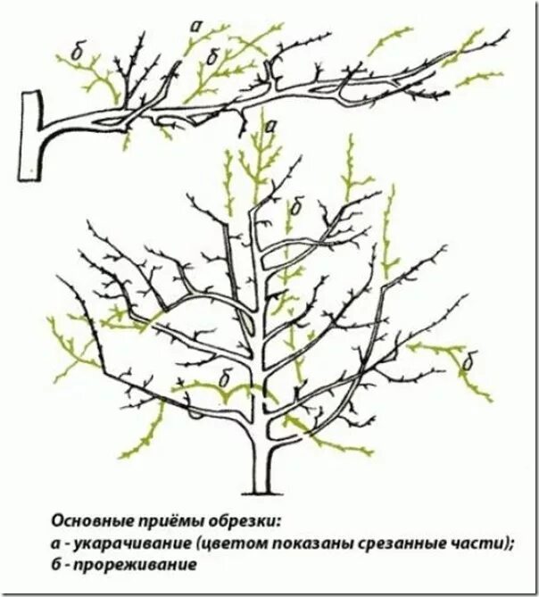 Обрезка старых яблонь для начинающих. Схема обрезки яблони весной. Схема обрезки плодовых деревьев осенью. Подрезка яблонь весной схема. Обрезка яблони весной.