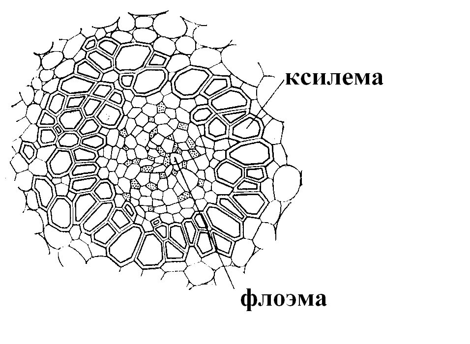 Ксилема флоэма камбий. Проводящие ткани Ксилема и флоэма. Ткани растений Ксилема флоэма. Проводящая ткань растений Ксилема и флоэма. Флоэма рисунок