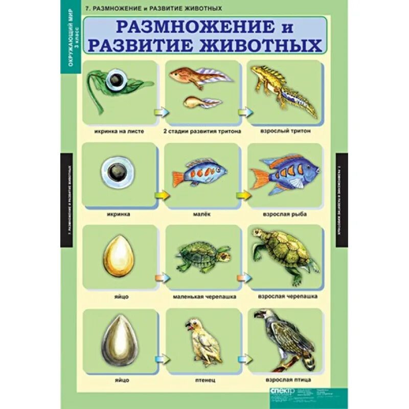 Размножение и развитие животных 3 класс окружающий мир. Модель развития животных. Размножение и развитие животных схема. Цепочка развития животных.