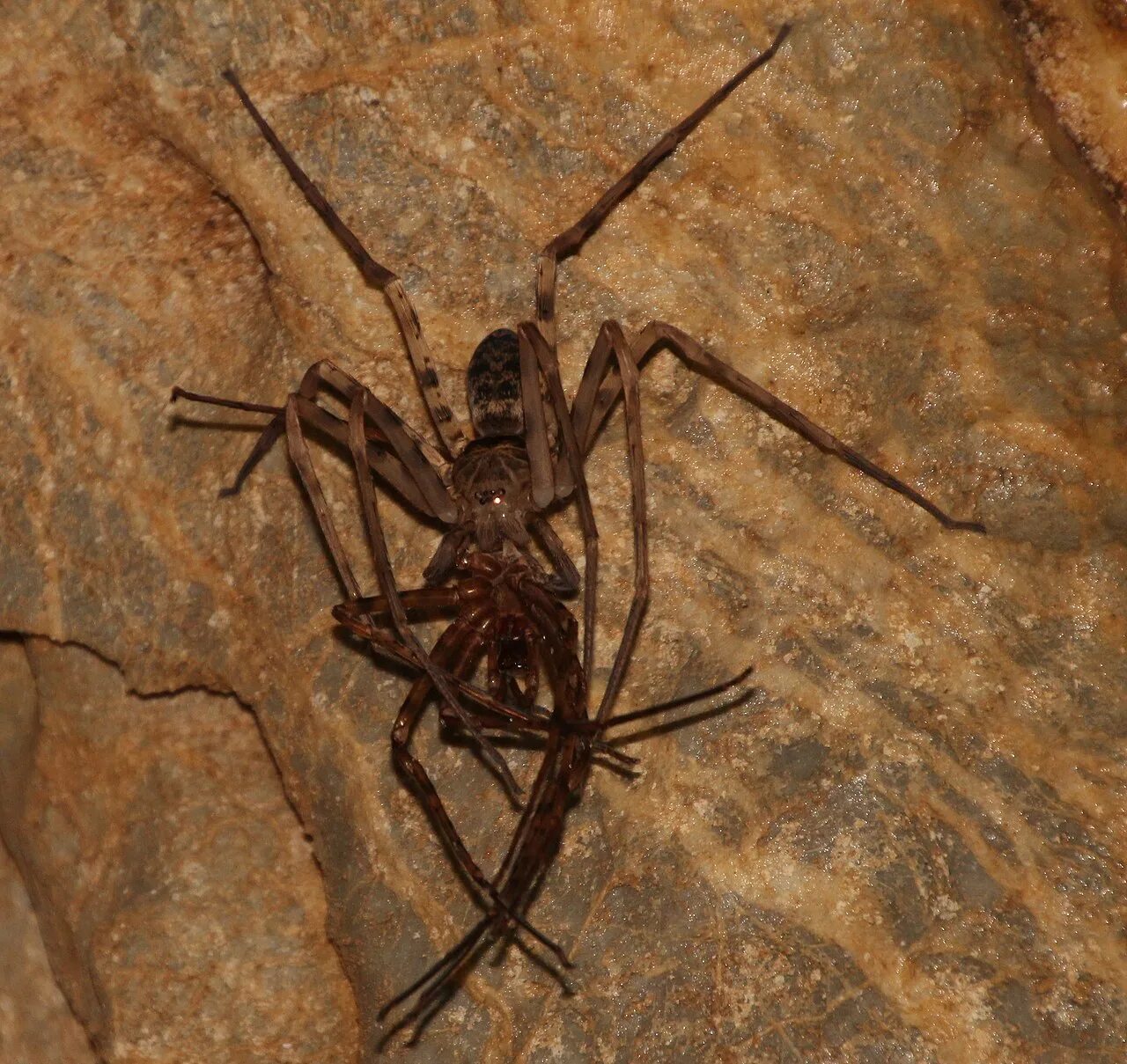 Паук Huntsman Spider. Гигантский паук-охотник (heteropoda maxima). Cerbalus aravaensis. Паук-охотник (Sparassidae).