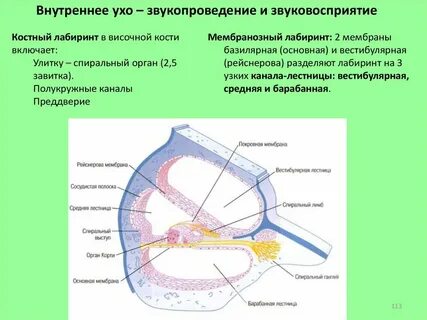 Основная мембрана