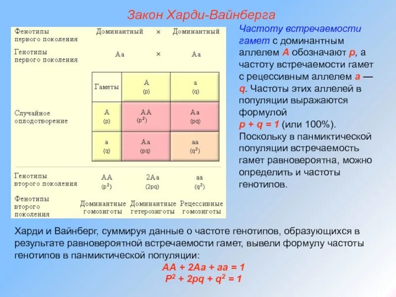 Запишем соотношение генотипов и фенотипов. Закон Харди Вайнберга. Частоты аллелей и генотипов. Частота аллелей и генотипов популяции. Частота аллелей в популяции.