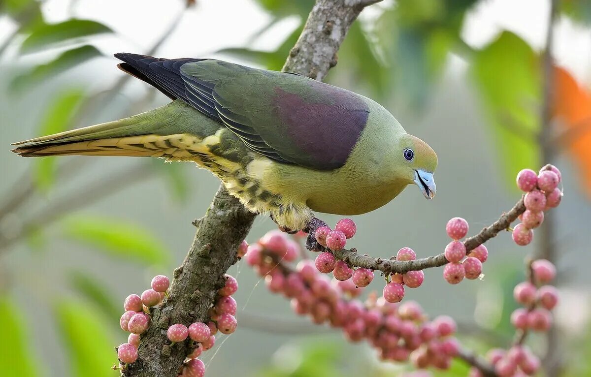 Птицы дерево начинающему. Японский зеленый голубь. Мадагаскарская Горлица. Treron sieboldii. Птица на ветке.
